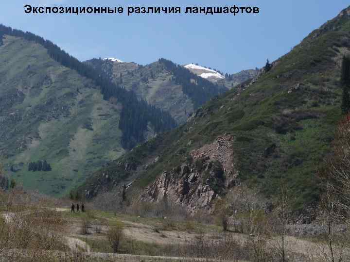 Экспозиционные различия ландшафтов 