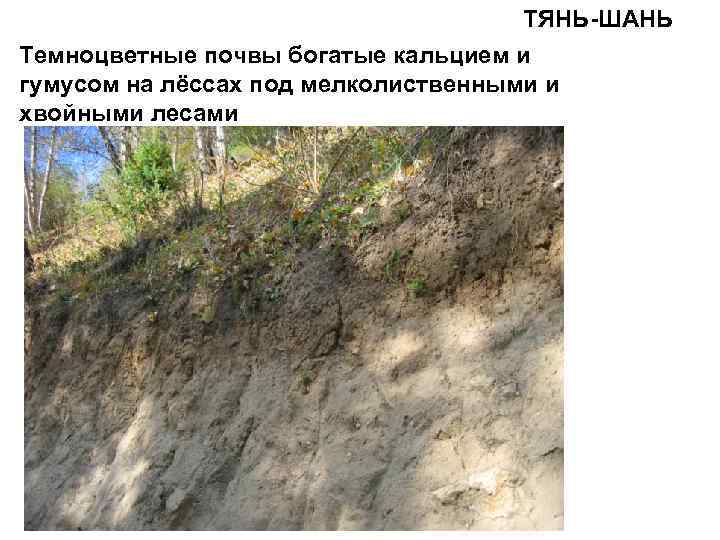 ТЯНЬ-ШАНЬ Темноцветные почвы богатые кальцием и гумусом на лёссах под мелколиственными и хвойными лесами