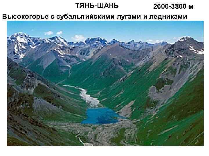 ТЯНЬ-ШАНЬ 2600 -3800 м Высокогорье с субальпийскими лугами и ледниками 