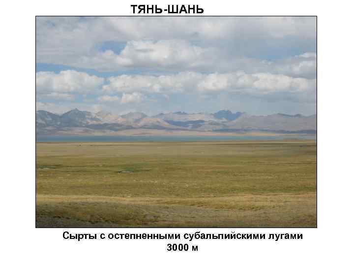 ТЯНЬ-ШАНЬ Сырты с остепненными субальпийскими лугами 3000 м 