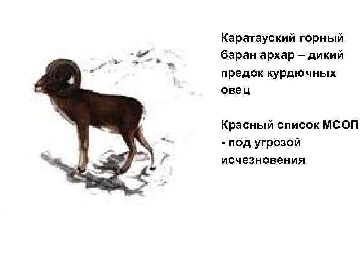 Каратауский горный баран архар – дикий предок курдючных овец Красный список МСОП - под