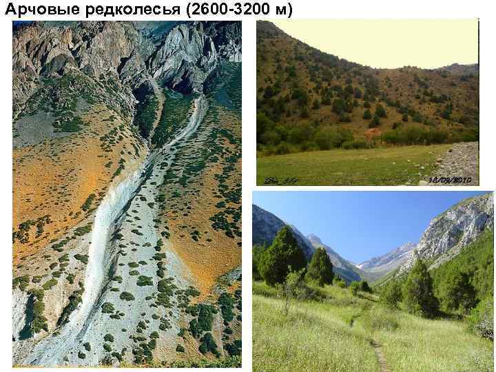 Арчовые редколесья (2600 -3200 м) 