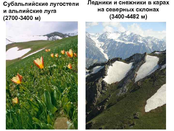 Субальпийские лугостепи и альпийские луга (2700 -3400 м) Ледники и снежники в карах на