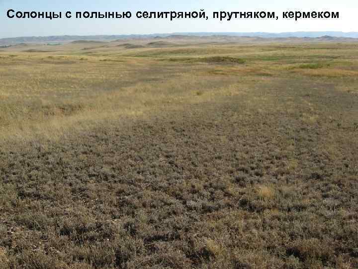 Солонцы с полынью селитряной, прутняком, кермеком 