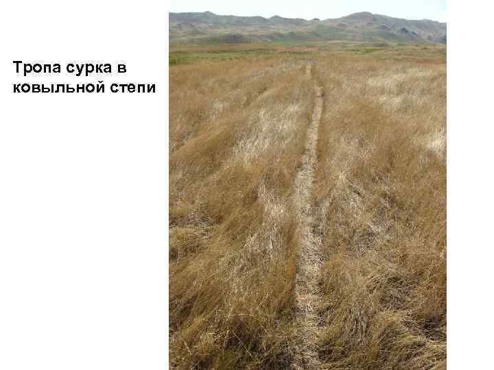 Тропа сурка в ковыльной степи 