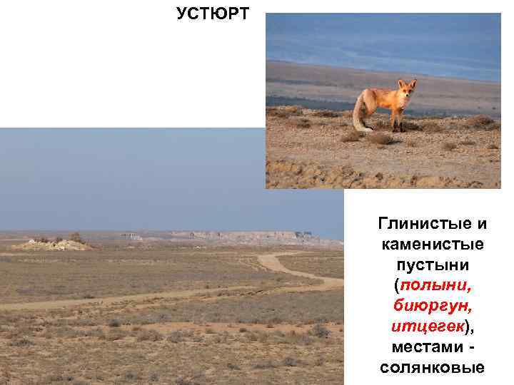 УСТЮРТ Глинистые и каменистые пустыни (полыни, биюргун, итцегек), местами - солянковые 