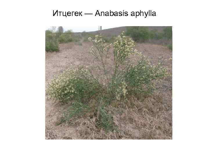 Итцегек — Anabasis aphylla 