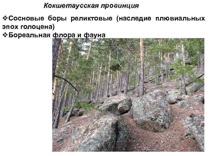 Кокшетаусская провинция v. Сосновые боры реликтовые (наследие плювиальных эпох голоцена) v. Бореальная флора и