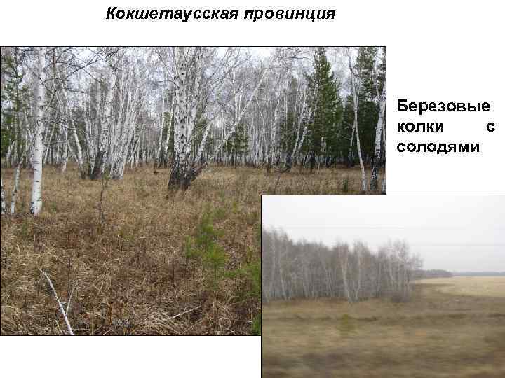 Кокшетаусская провинция Березовые колки с солодями 