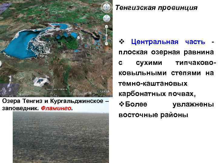 Тенгизская провинция Озера Тенгиз и Кургальджинское – заповедник. Фламинго. v Центральная часть - плоская