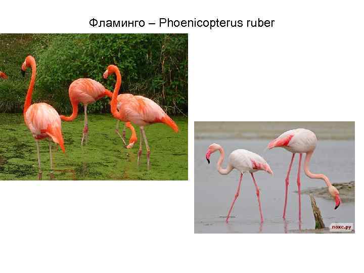 Фламинго – Phoenicopterus ruber 