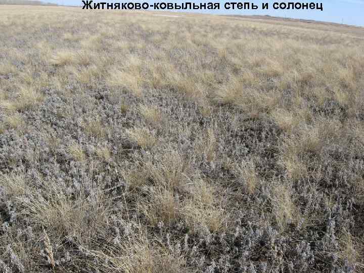 Житняково-ковыльная степь и солонец 