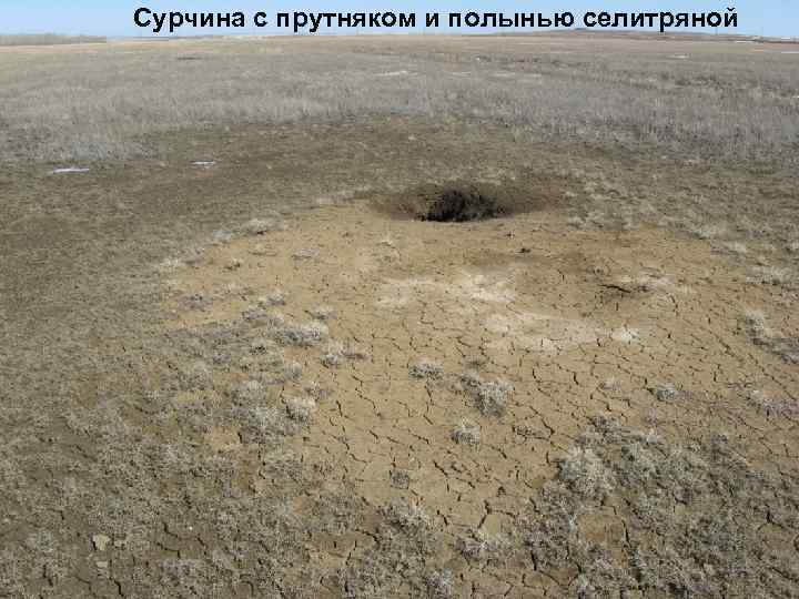 Сурчина с прутняком и полынью селитряной 