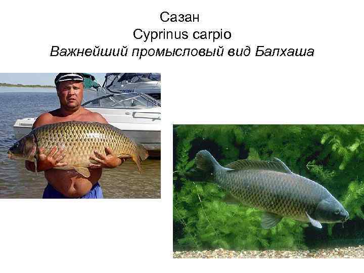 Сазан Cyprinus carpio Важнейший промысловый вид Балхаша 
