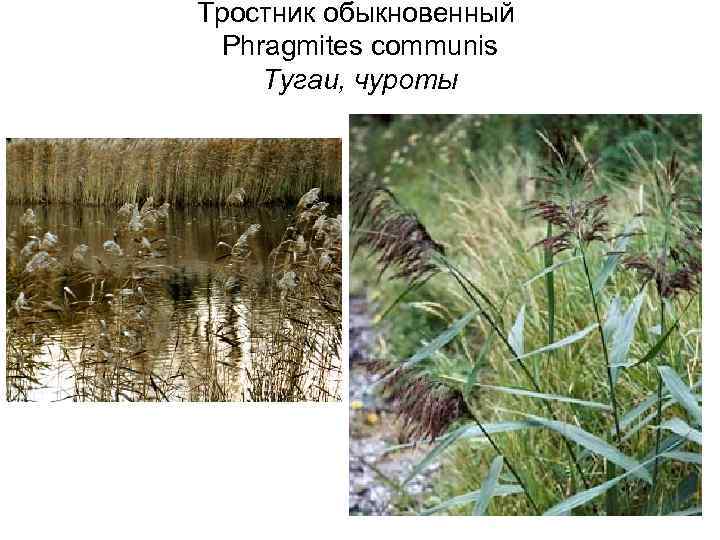 Тростник обыкновенный Phragmites communis Тугаи, чуроты 