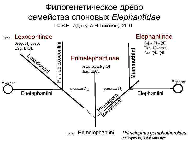    Филогенетическое древо   семейства слоновых Elephantidae   