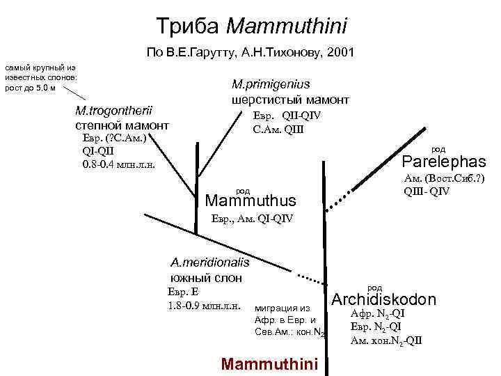     Триба Mammuthini      По В. Е.