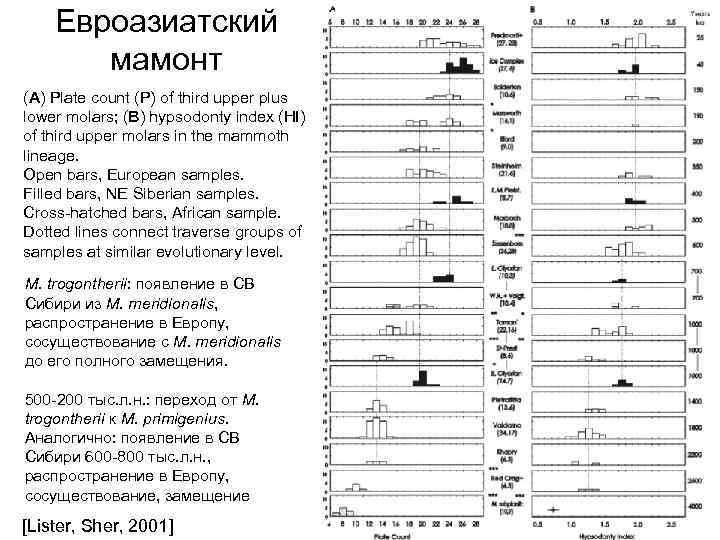   Евроазиатский   мамонт (A) Plate count (P) of third upper plus