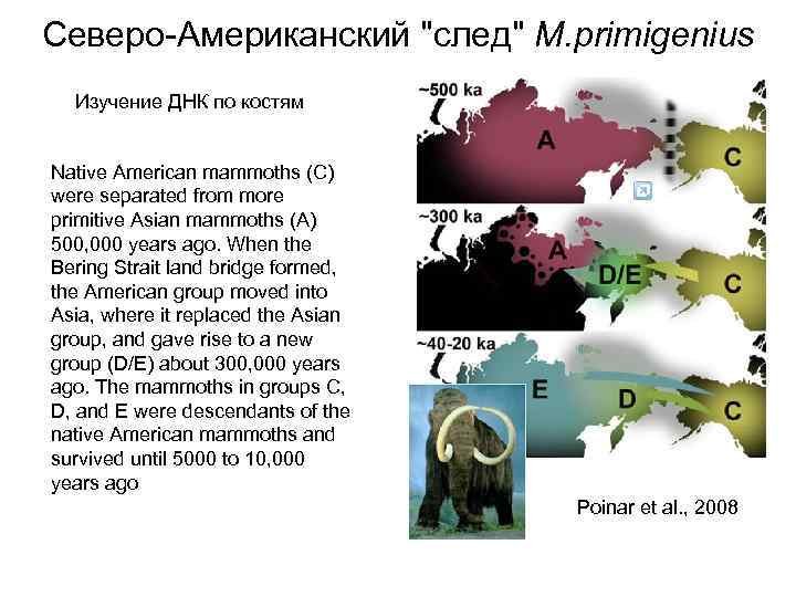 Северо-Американский 