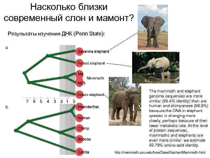  Насколько близки современный слон и мамонт? Результаты изучения ДНК (Penn State):  