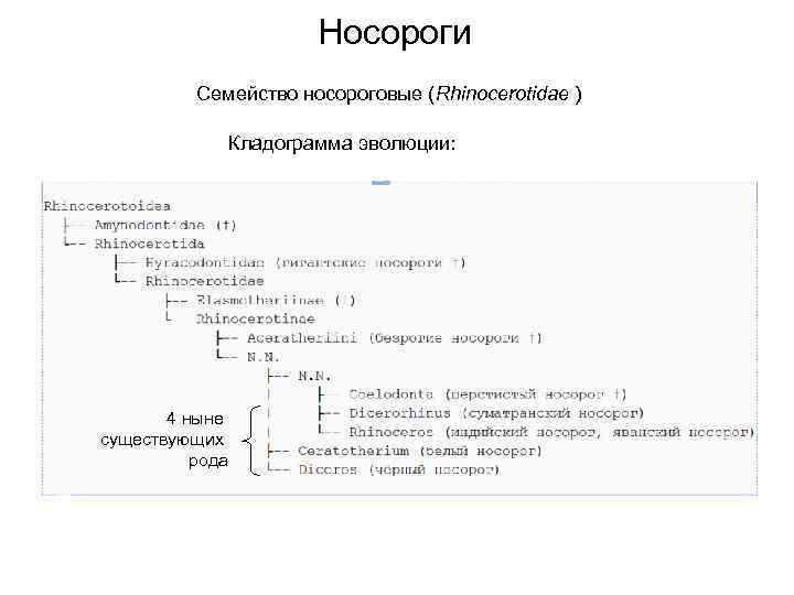      Носороги  Семейство носороговые (Rhinocerotidae )   
