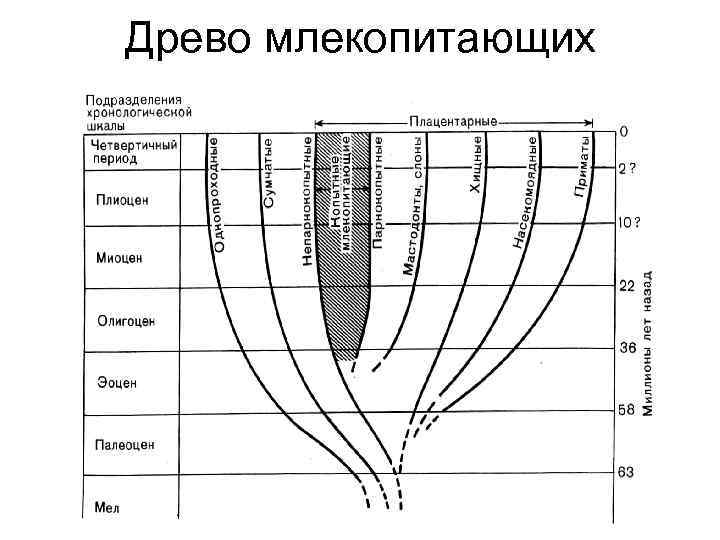 Древо млекопитающих 