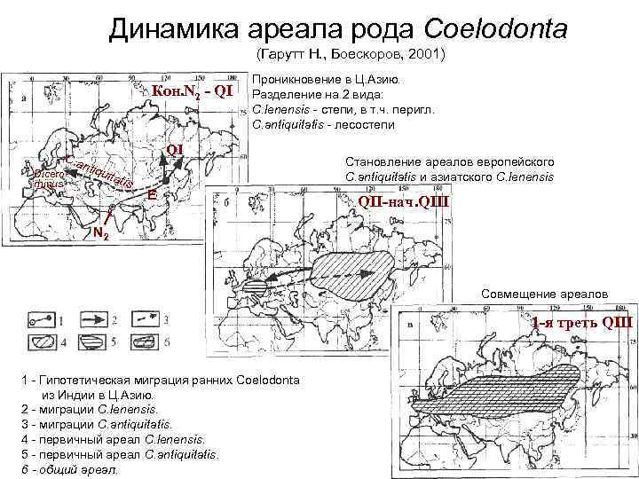     Динамика ареала рода Coelodonta    (Гарутт Н. ,