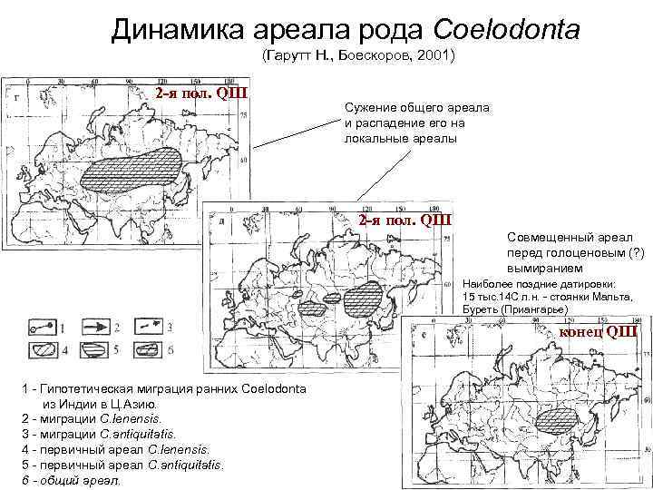    Динамика ареала рода Coelodonta       (Гарутт