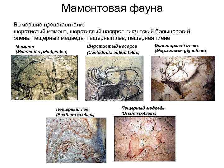     Мамонтовая фауна Вымершие представители: шерстистый мамонт, шерстистый носорог, гигантский большерогий