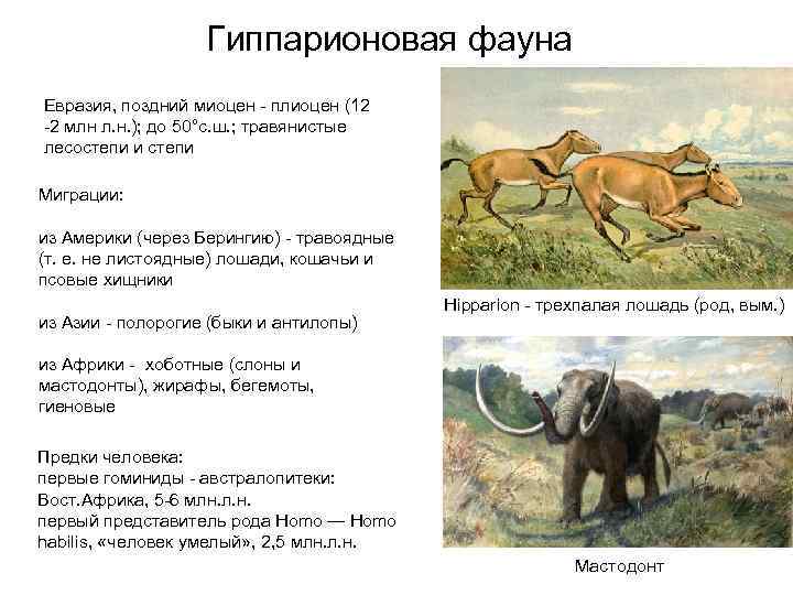    Гиппарионовая фауна Евразия, поздний миоцен - плиоцен (12 -2 млн