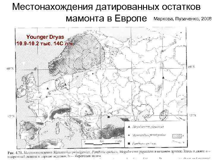 Местонахождения датированных остатков  мамонта в Европе Маркова, Пузаченко, 2008 Younger Dryas 10. 9