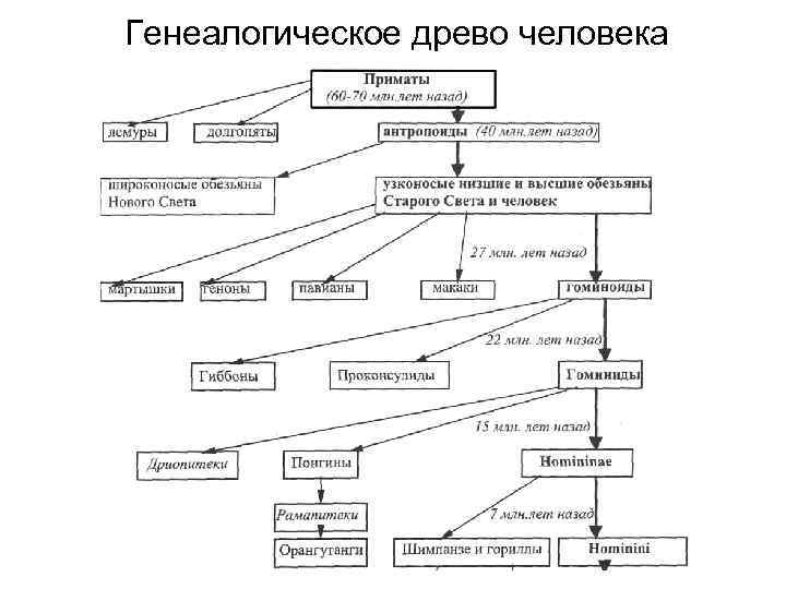 Родословная человека схема