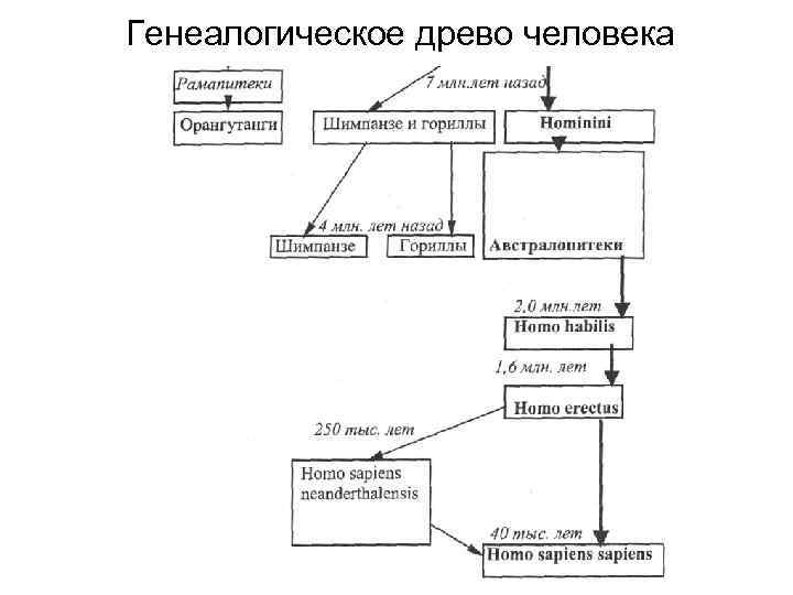 Древо человека. Генеалогическое Древо человека. Родословная человека схема. Генеалогическое дерево человечества. Генеалогическое Древо человека разумного.