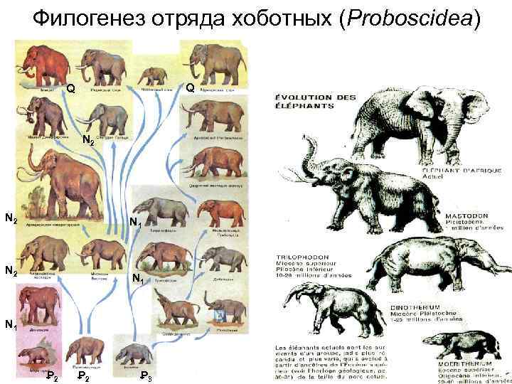 Филогенез животных. Эволюционное Древо хоботных. Филогенетический ряд хоботных. Филогенетический ряд слона. Филетическая Эволюция хоботных.