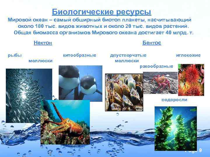     Биологические ресурсы Мировой океан – самый обширный биотоп планеты, насчитывающий