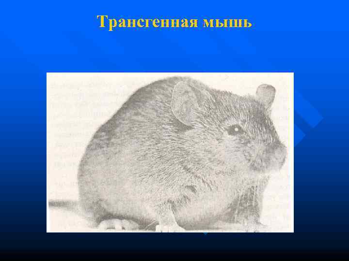 Трансгенная мышь 