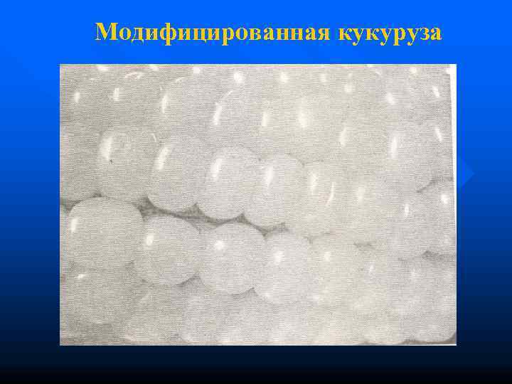 Модифицированная кукуруза 