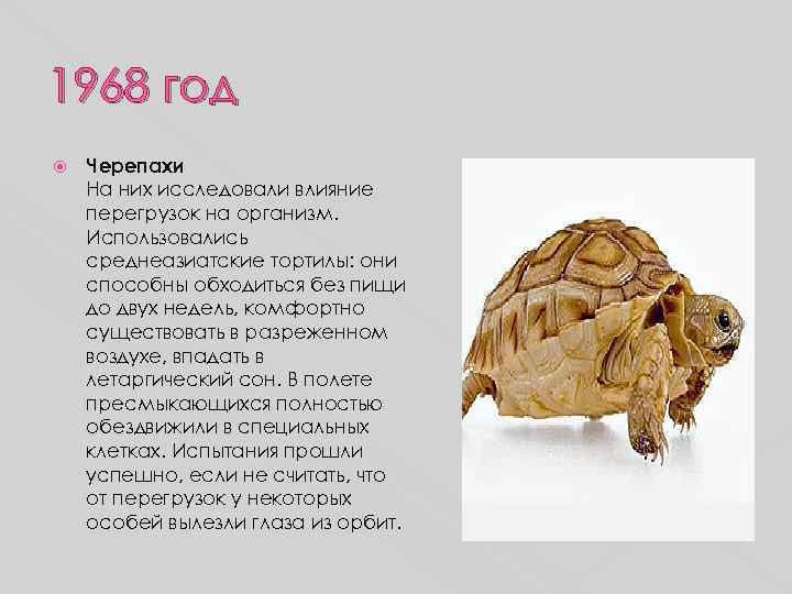 1968 год Черепахи На них исследовали влияние перегрузок на организм. Использовались среднеазиатские тортилы: они