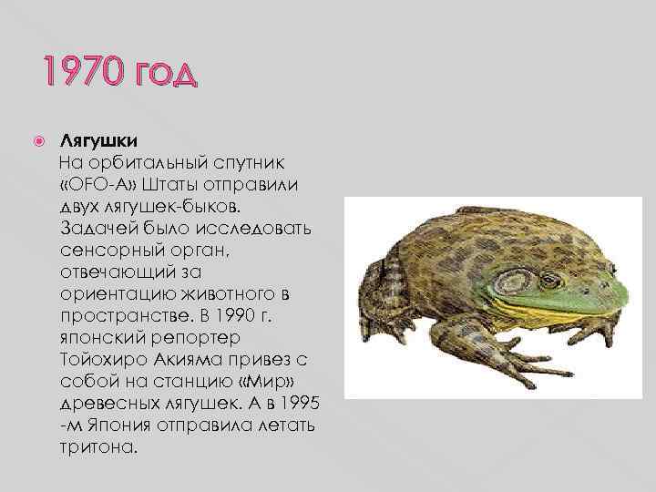 1970 год Лягушки На орбитальный спутник «OFO-A» Штаты отправили двух лягушек-быков. Задачей было исследовать