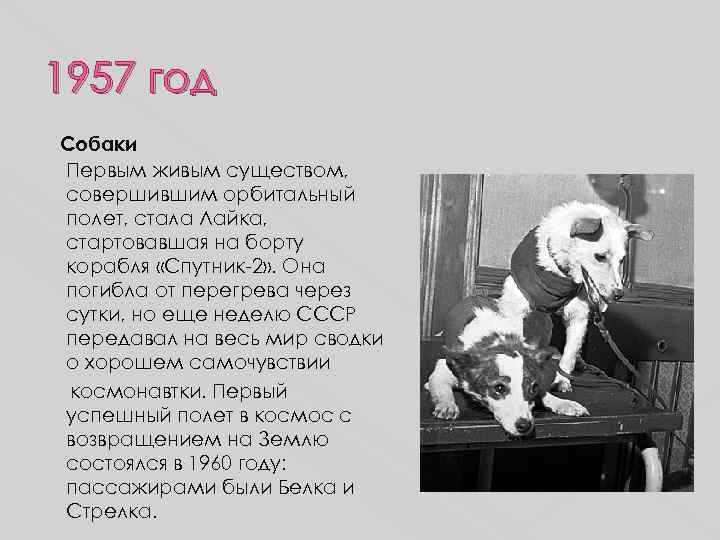 1957 год  Собаки  Первым живым существом,  совершившим орбитальный  полет, стала
