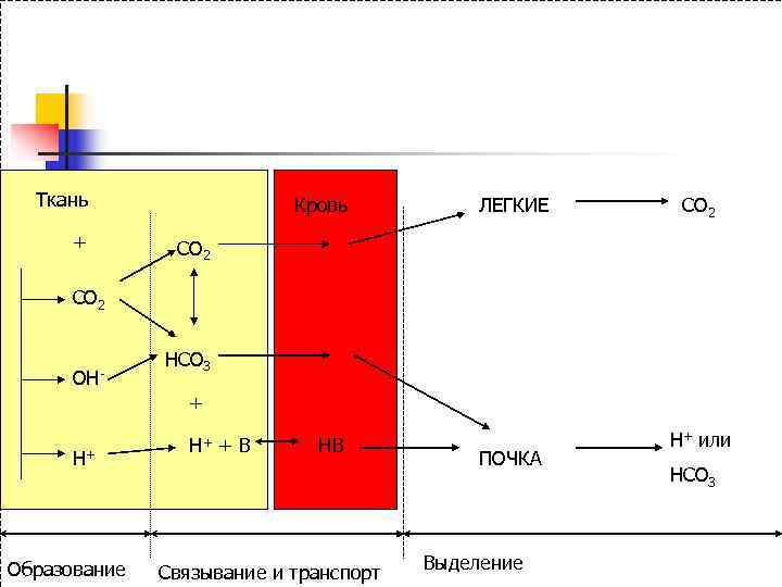  Ткань    Кровь  ЛЕГКИЕ  СО 2  + 