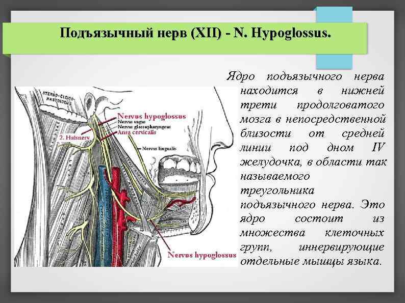 Подъязычный нерв (XII) - N. Hypoglossus.      Ядро подъязычного нерва