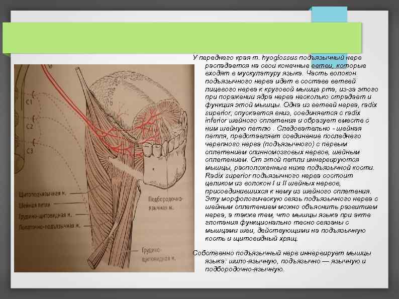 У переднего края m. hyoglossus подъязычный нерв распадается на свои конечные ветви, которые входят