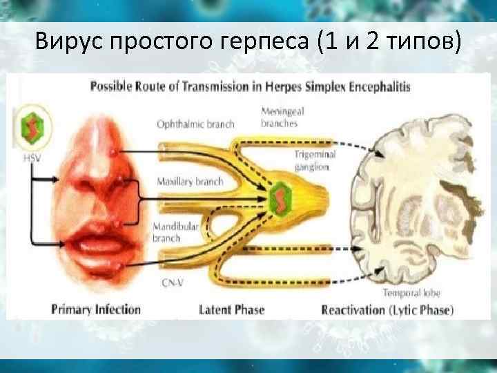 Вирус простого герпеса (1 и 2 типов) Вирус простого герпеса (1 и 2 типов)