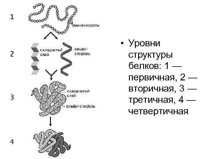 • Уровни структуры белков: 1 — первичная, 2 — • Уровни структуры белков: 1 — первичная, 2 —