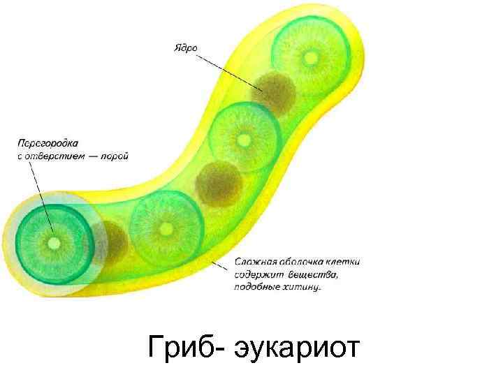 Гриб- эукариот 