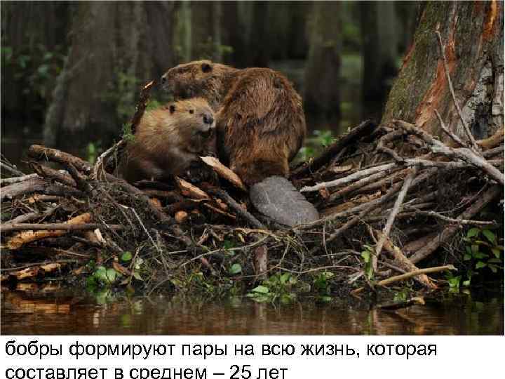 бобры формируют пары на всю жизнь, которая составляет в среднем – 25 лет бобры формируют пары на всю жизнь, которая составляет в среднем – 25 лет