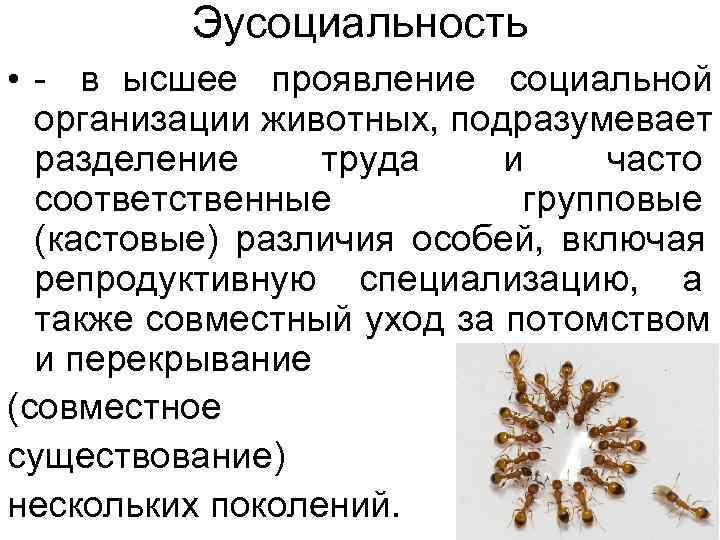 Эусоциальность • - в ысшее проявление социальной организации животных, подразумевает Эусоциальность • - в ысшее проявление социальной организации животных, подразумевает