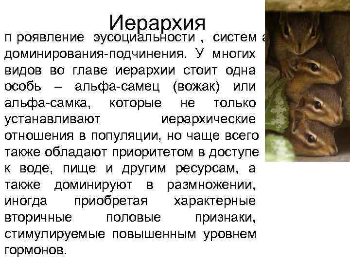 Иерархия п роявление эусоциальности , систем а доминирования-подчинения. Иерархия п роявление эусоциальности , систем а доминирования-подчинения.