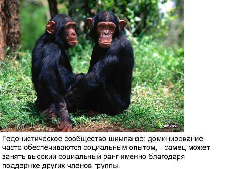 Гедонистическое сообщество шимпанзе: доминирование часто обеспечиваются социальным опытом, - самец может занять высокий социальный Гедонистическое сообщество шимпанзе: доминирование часто обеспечиваются социальным опытом, - самец может занять высокий социальный